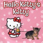 Hello Kitty's Kitty